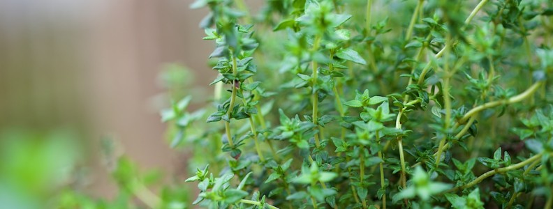 Winter is Coming… Time to Put That Herb Garden to Use Before its Too Late – Part 2